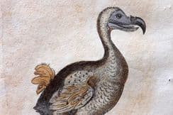 4th February 2025. Brightly Bird Prints