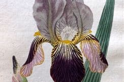 4th February 2025. Curtis Botanical Prints