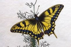 4th February 2025. Donovan British Insects