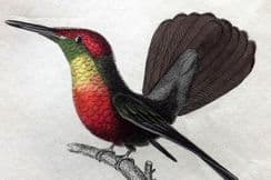 4th February 2025. Jardine Hummingbird Prints