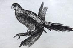 4th January 2023. Cuvier Bird Prints