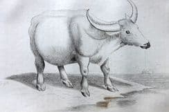 4th January 2023. Cuvier Natural History Prints
