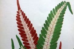 4th January 2023. Lowe Fern Prints