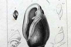 4th January 2025. Cuvier Shell Prints