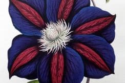 4th January 2025. Hibberd Botanical Prints