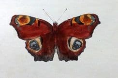 4th January 2025. Morris Butterfly Prints