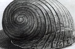 4th June 2024. Buonanni Shell Prints