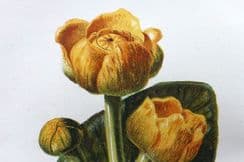 4th June 2024. Hulme Wild Flowers