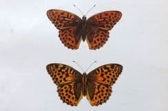 4th June 2024. Morris Butterfly Prints