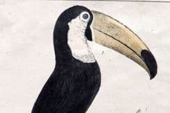 4th June 2026. Goldsmith Birds & Natural History