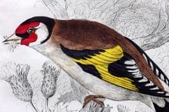 4th June 2026. Jardine British Bird Prints