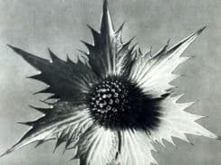 4th March 2022. Blossfeldt Botanical Prints