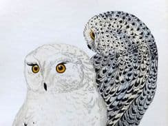 4th March 2022. Morris Bird Prints