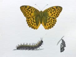 4th March 2022. Morris Butterfly Prints