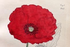 4th March 2023. Sowerby Botanical Prints