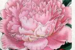 4th May 2025. Curtis's Botanical Magazine