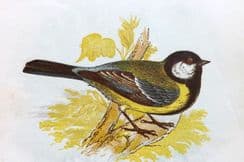 4th November 2022. Anne Pratt Bird Prints