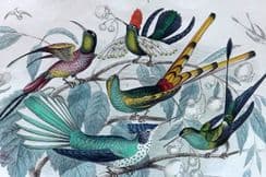 4th November 2022. Goldsmith Birds & Natural History