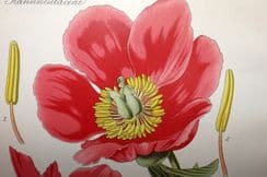 4th November 2023. Thome - Flora von Deutschland