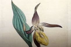 4th November 2024. Sowerby First Edition Botanicals