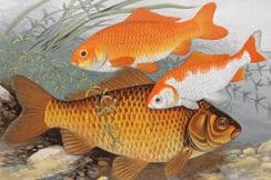 4th October 2022. Houghton Folio Fish Prints