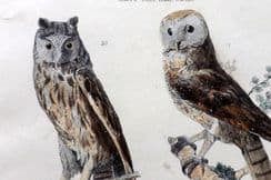 4th October 2025. Richardson Bird Hand Col Prints