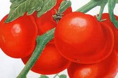 5th April 2024. Artemas Ward Fruit, Food, Natural History