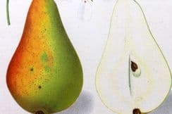 5th April 2024. Deutsche Pomologie Fruit Prints