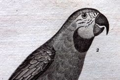 5th August 2023. Buffon Birds & Natural History