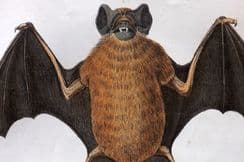 5th August 2023. Goldsmith Birds & Natural History