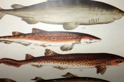 5th December 2022. Gordon Fish Prints