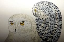 5th December 2022. Morris Bird Prints