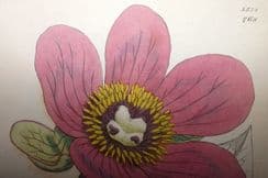 5th December 2022. Sowerby Botanical Prints