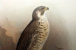 5th February 2022. Swaysland Bird Prints