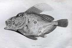 5th January 2023. Cuvier Fish Prints