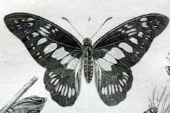 5th January 2023. Cuvier Insect Prints