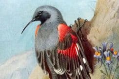 5th January 2023. Thorburn Bird Prints