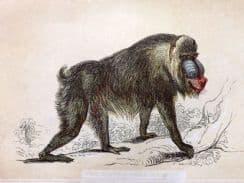 5th July 2022. Bicknell Natural History Prints