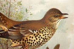 5th July 2022. Butler, Frohawk, Gronvold British Birds