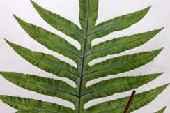 5th July 2022. Lowe Fern Prints