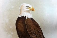 5th July 2022. Ridgway Hawks & Owls of the USA