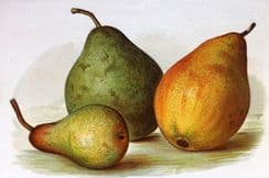 5th July 2022. Wright Fruit Prints