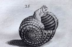 5th July 2024. BUONANNI SHELL PRINTS