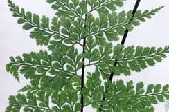 5th July 2024. Lowe Fern Prints