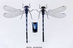 5th July 2024. Lucas Dragonfly Prints