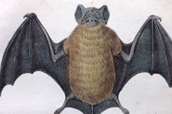 5th May 2023. Goldsmith Mammal Prints