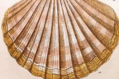 5th May 2023. Gordon Shell Prints