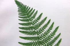 5th October 2022. Anne Pratt Fern Prints