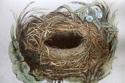 5th October 2022. Morris Nest & Egg Prints