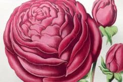 5th October 2025. Hibberd Floral World